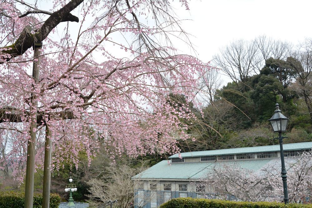 2020年の正門前枝垂桜_e0373930_20145197.jpg