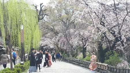 京都桜速報2020 祇園新橋_d0106134_09515701.jpg