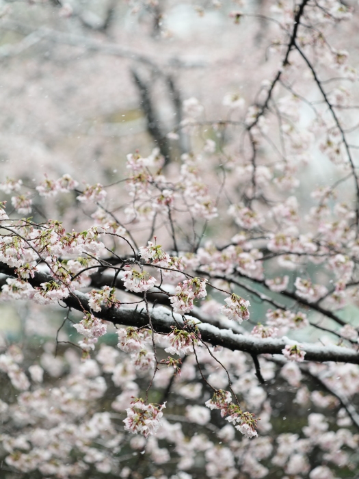 焦点工房 Nikon Fマウント~ライカLマウントアダプターwith Zeiss 1億8千万画素テスト_f0050534_14271126.jpg