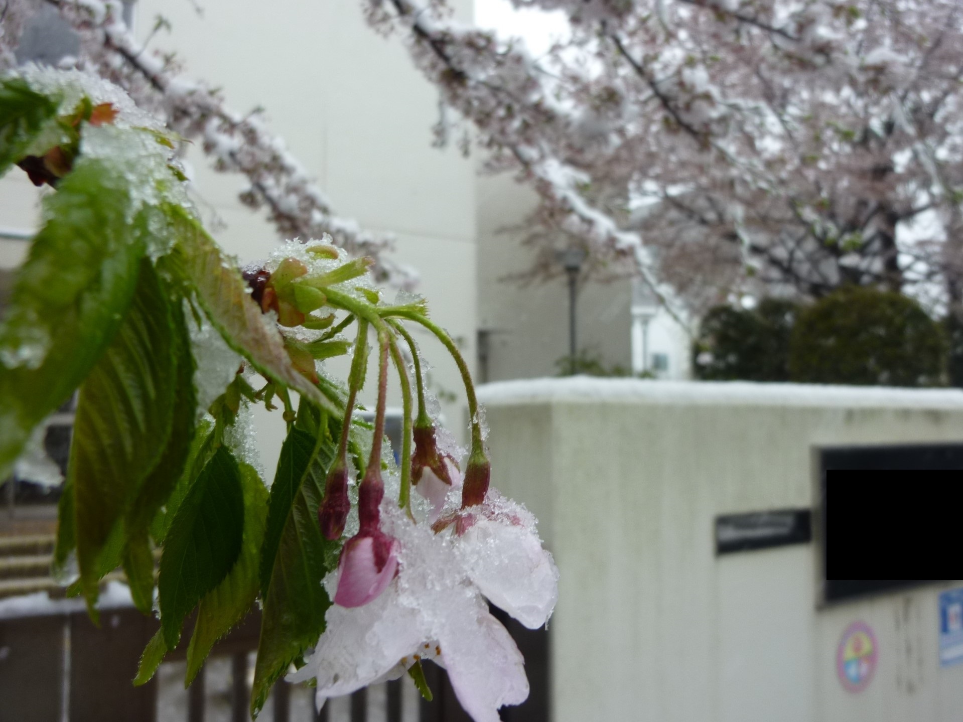 3 29 日 弥生三月名残の雪 ぽつぽつ山レポ ときどき休み ところにより道草 3 29 日 弥生三月名残の雪 ぽつぽつ山レポ ときどき休み ところにより道草
