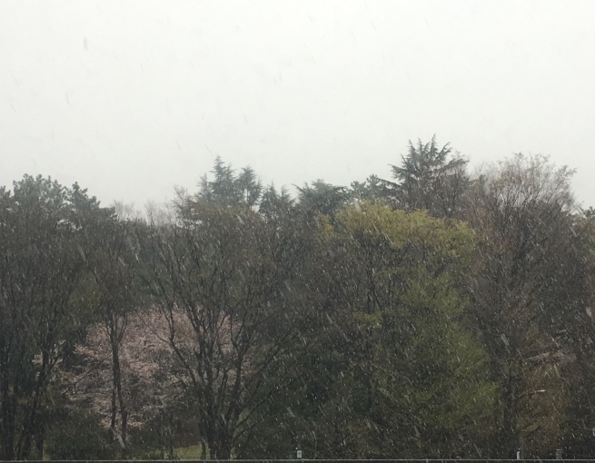 雪に桜　自粛の週末_f0370142_22522430.jpeg