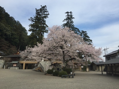 桜満開~!_c0331145_17534058.jpg