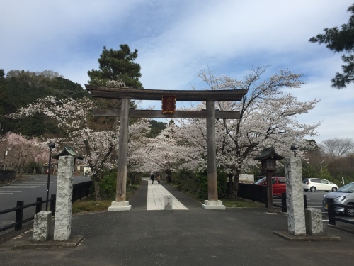 桜満開~!_c0331145_17534415.jpg