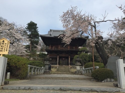 桜満開~!_c0331145_17534915.jpg