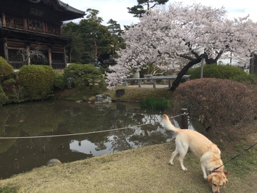 桜満開~!_c0331145_17535319.jpg