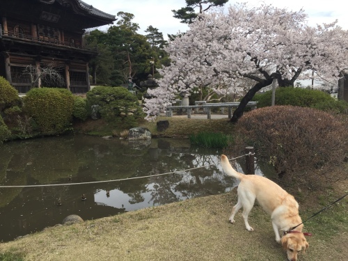 桜満開～！_c0331145_17535319.jpg