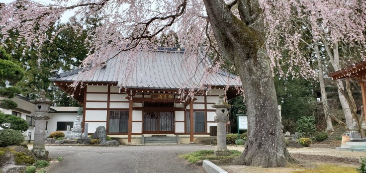 景政寺の桜　＠福島県矢吹町_f0048546_17274166.jpg