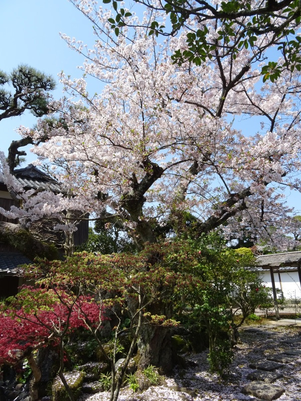 菊屋家住宅の桜_f0101949_10182258.jpg