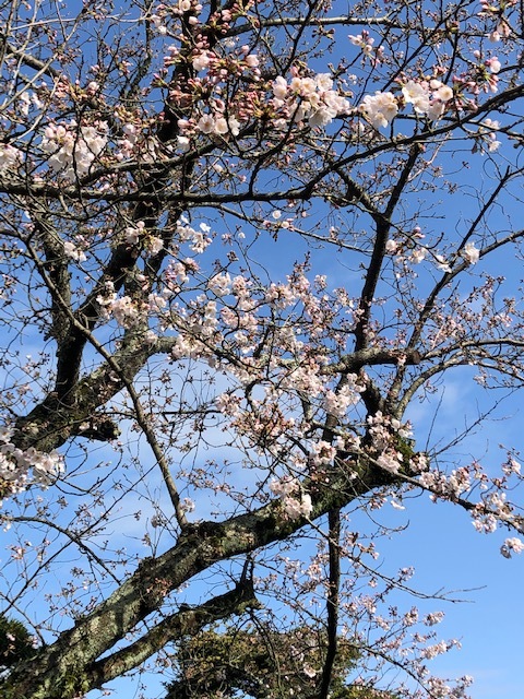 菊屋家住宅の桜_f0101949_10264525.jpeg