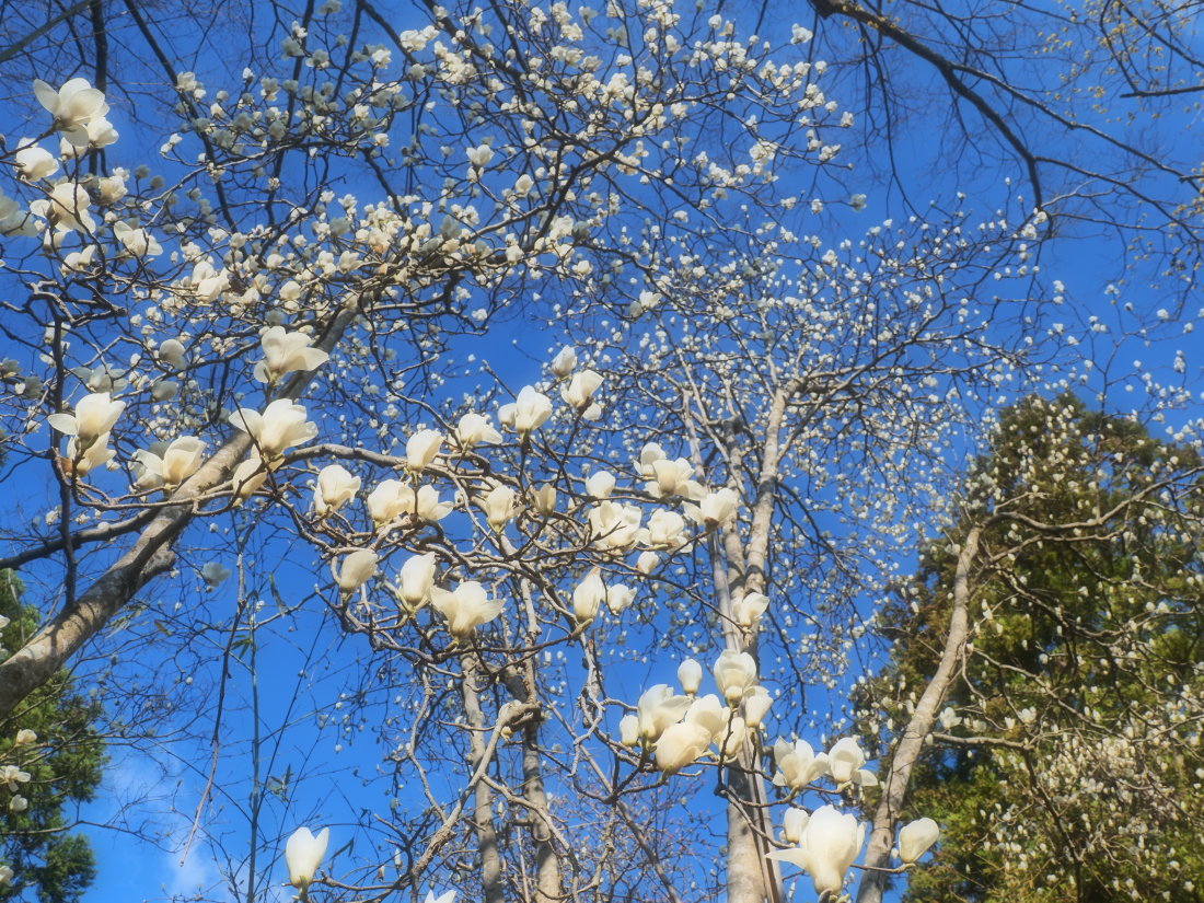 桃源郷　　　奈良県_d0286954_06254810.jpg