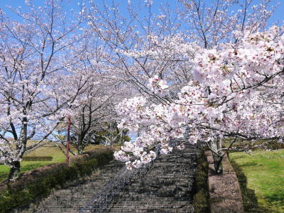 菊池公園、菊池神社の桜photoコレクション 2020_a0254656_16492219.jpg