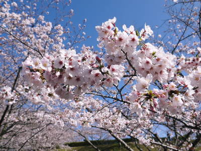 菊池公園、菊池神社の桜photoコレクション 2020_a0254656_16550441.jpg