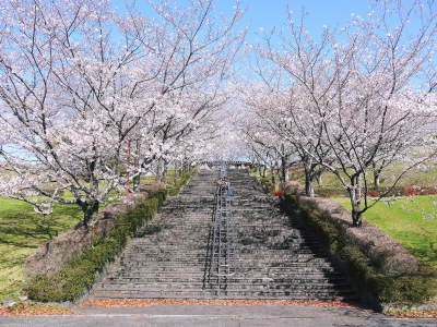 菊池公園、菊池神社の桜photoコレクション 2020_a0254656_18182427.jpg