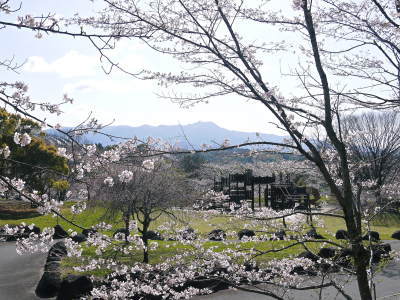 菊池公園、菊池神社の桜photoコレクション 2023_a0254656_18232543.jpg