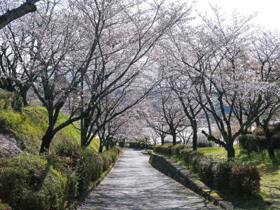 菊池公園、菊池神社の桜photoコレクション 2020_a0254656_18254747.jpg