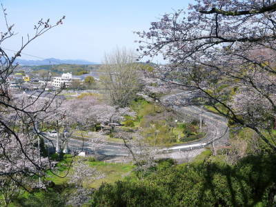 菊池公園、菊池神社の桜photoコレクション 2020_a0254656_18314051.jpg