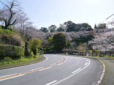 菊池公園、菊池神社の桜photoコレクション 2020_a0254656_18345256.jpg