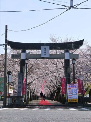菊池公園、菊池神社の桜photoコレクション 2020_a0254656_18440487.jpg