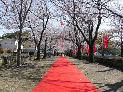 菊池公園、菊池神社の桜photoコレクション 2020_a0254656_18460528.jpg