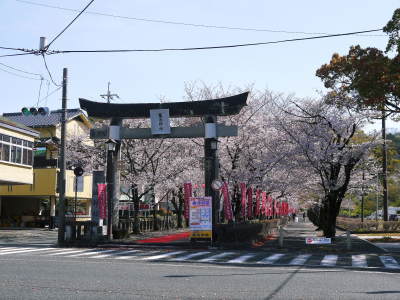菊池公園、菊池神社の桜photoコレクション 2020_a0254656_18522957.jpg