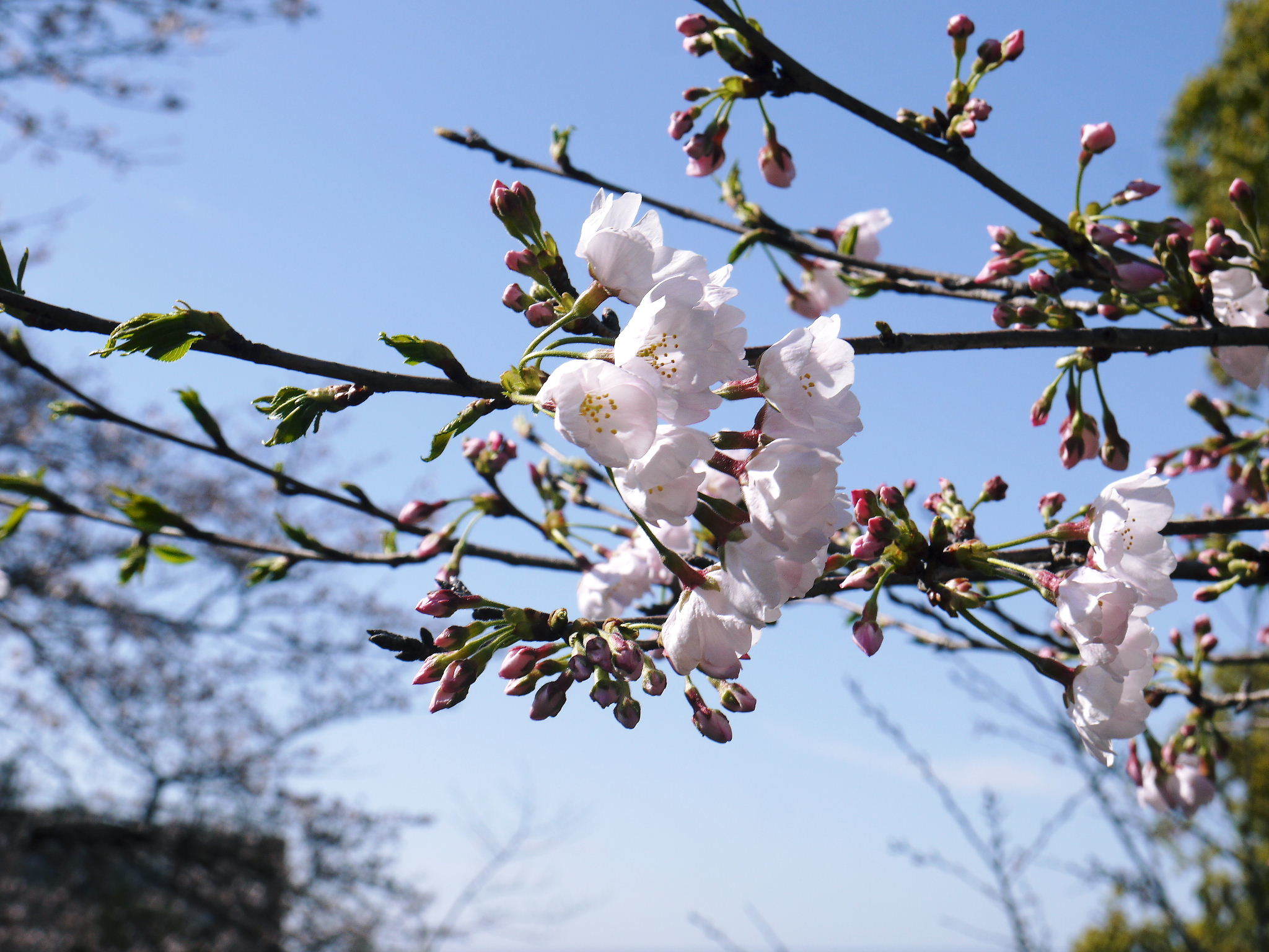菊池公園、菊池神社の桜photoコレクション 2020_a0254656_18575323.jpg