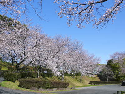 菊池公園、菊池神社の桜photoコレクション 2020_a0254656_19025782.jpg