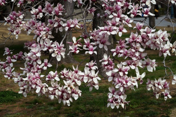 京都御苑のハクモクレン 白木蓮 とシモクレン 紫木蓮 たんぶーらんの戯言