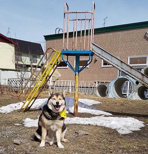河原で散策 車が埋まったけど 柴犬たぬ吉のお部屋 河原で散策 車が埋まったけど 柴犬たぬ吉のお部屋