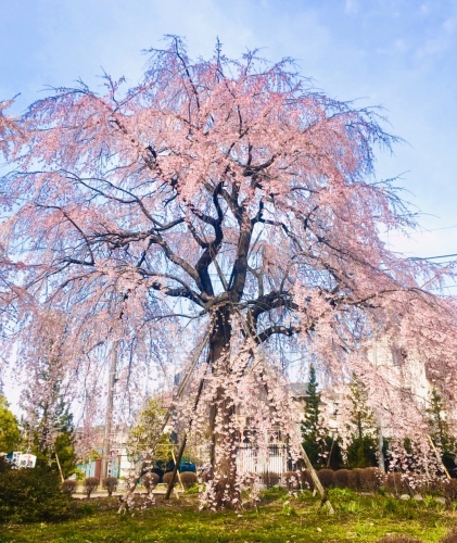 東郷寺 大枝垂れ桜_b0309363_16565551.jpeg