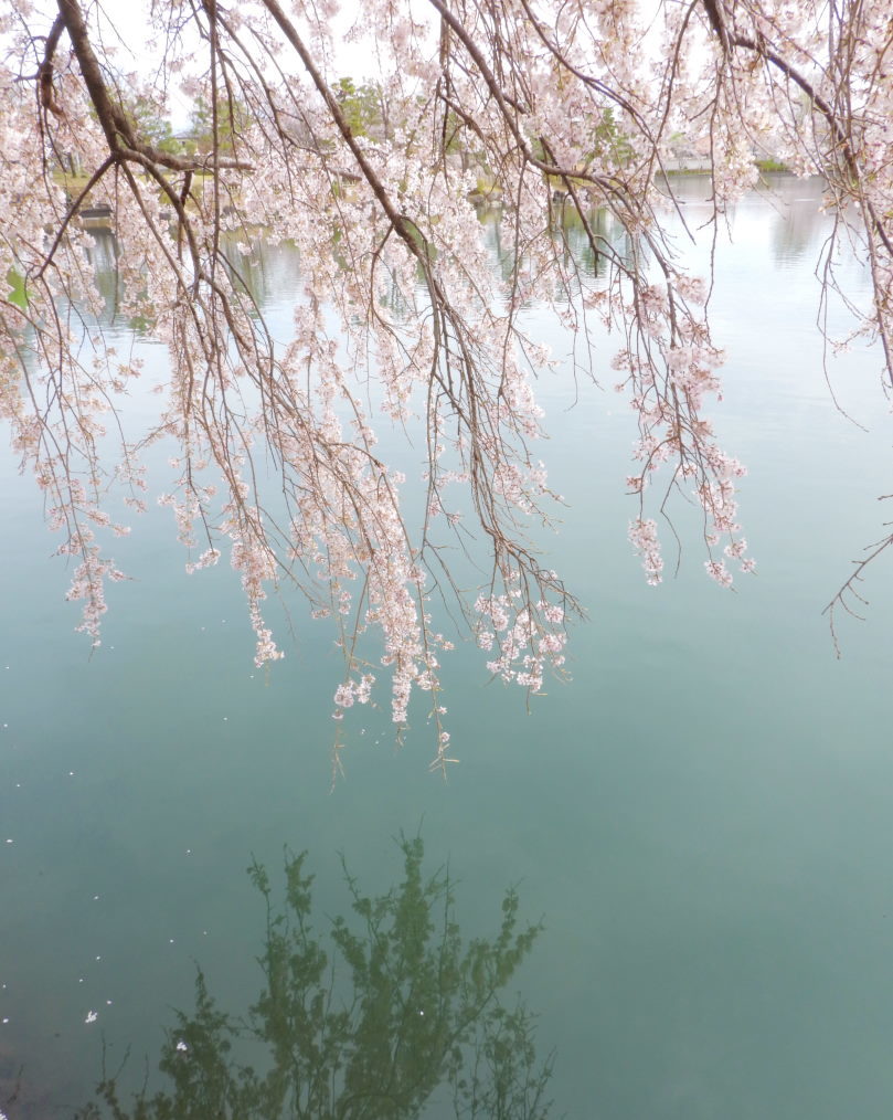 三ツ寺公園で サクラをメインに_c0305565_17354531.jpg