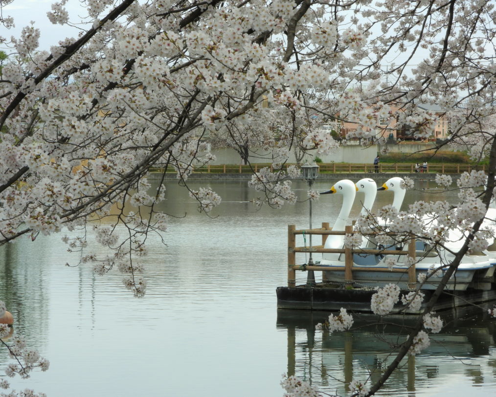 三ツ寺公園で サクラをメインに_c0305565_17360926.jpg