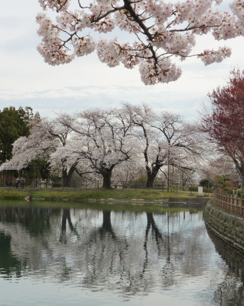 三ツ寺公園で サクラをメインに_c0305565_17364463.jpg