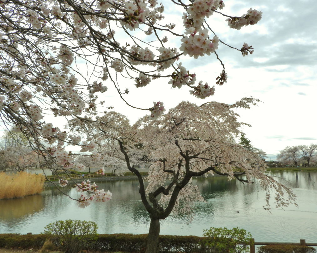 三ツ寺公園で サクラをメインに_c0305565_17371965.jpg