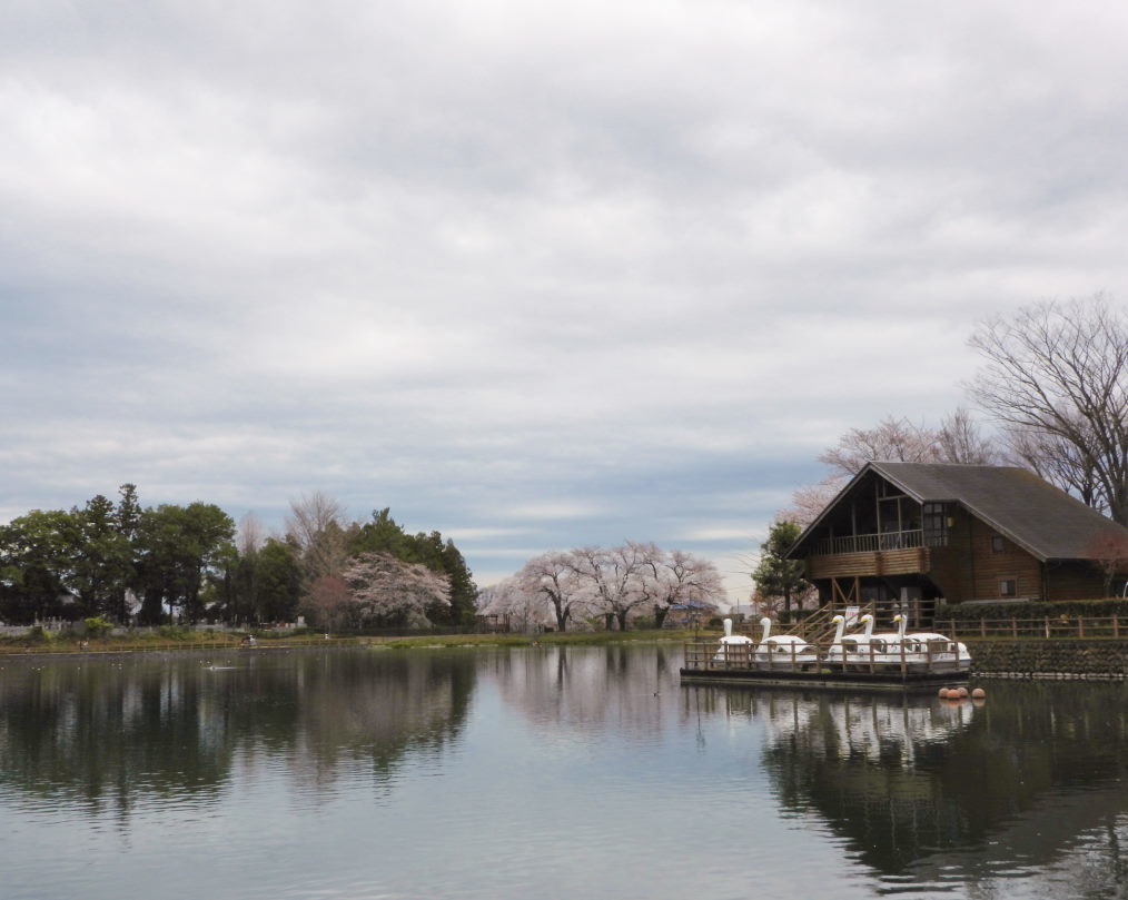 三ツ寺公園で サクラをメインに_c0305565_17381092.jpg