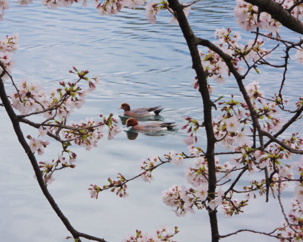 三ツ寺公園で サクラをメインに_c0305565_17390386.jpg