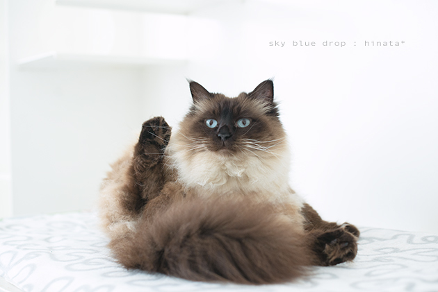 こんな時こそ猫に癒されよう Sky Blue Drop 14ニャンズトネコハウス こんな時こそ猫に癒されよう Sky Blue Drop 14ニャンズトネコハウス