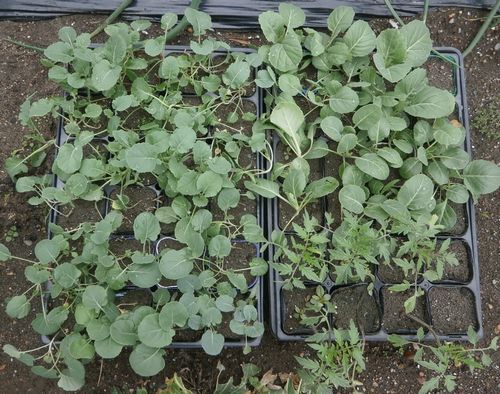 ダイソーの種の新シリーズ 春の植え付け第一弾 ブルーベリーの育て方 栽培 ブルーベリー ノート Blueberrynote ダイソーの種の新シリーズ 春の植え付け第一弾 ブルーベリーの育て方 栽培 ブルーベリー ノート Blueberrynote