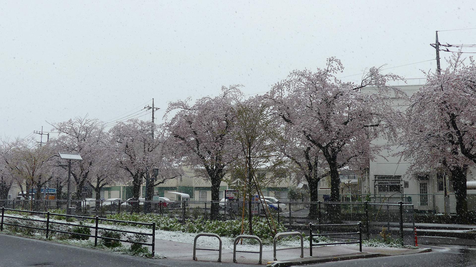 咲いた桜に雪がふる 【 2020 3/29(日) 】_a0185081_11260484.jpg