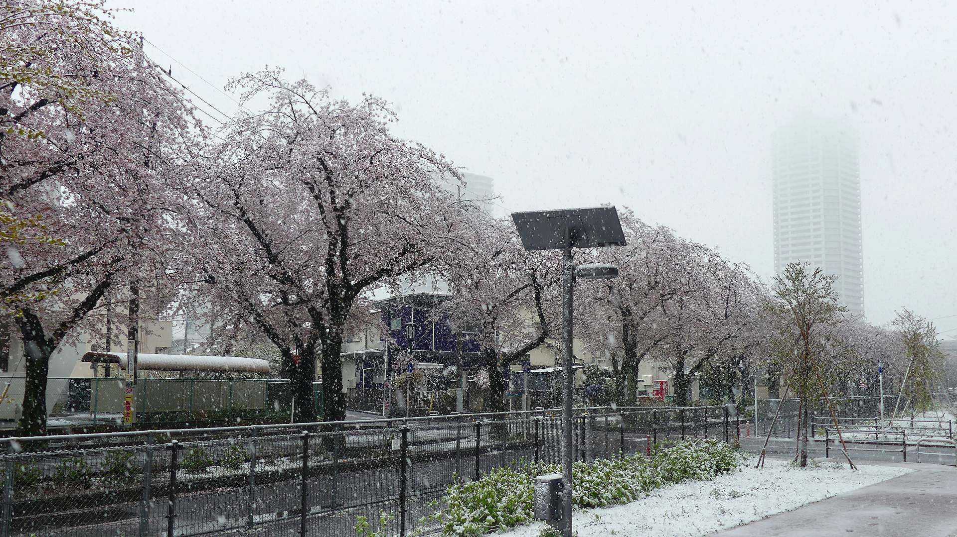 咲いた桜に雪がふる 【 2020 3/29(日) 】_a0185081_11284761.jpg