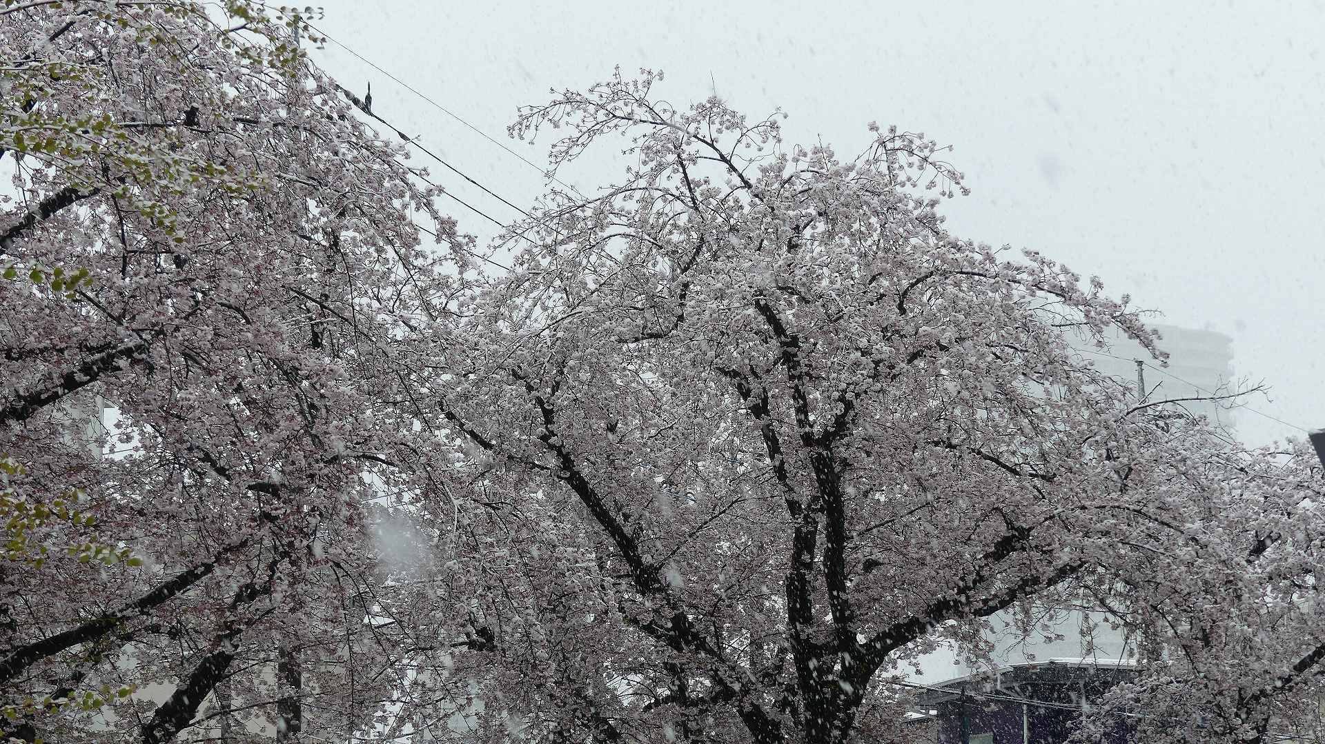 咲いた桜に雪がふる 【 2020 3/29(日) 】_a0185081_11290211.jpg