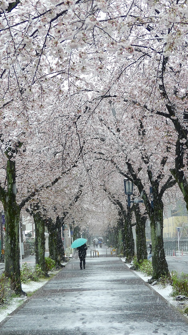 咲いた桜に雪がふる 【 2020 3/29(日) 】_a0185081_11291847.jpg