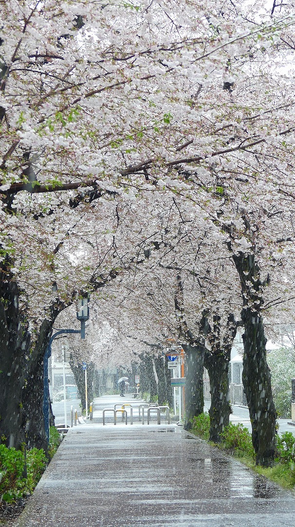 咲いた桜に雪がふる 【 2020 3/29(日) 】_a0185081_11331847.jpg