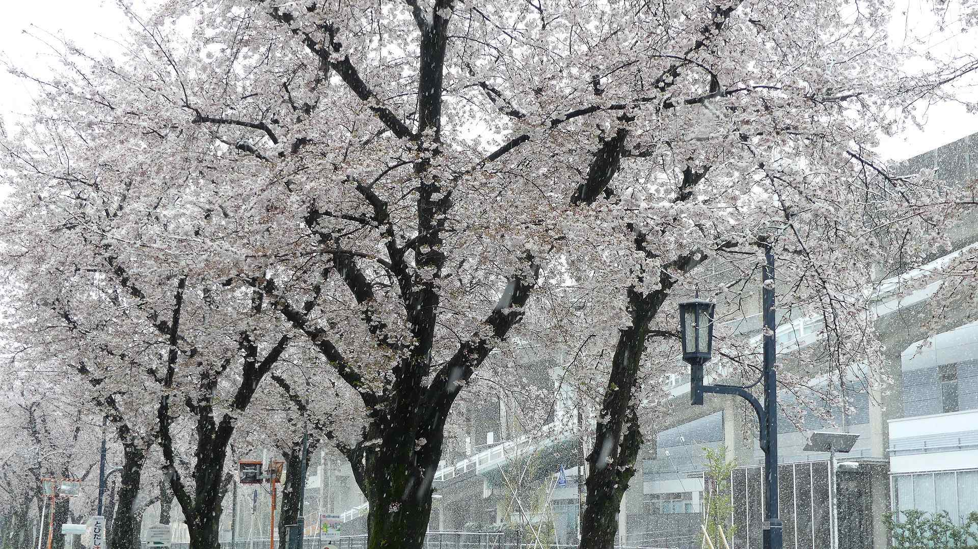 咲いた桜に雪がふる 【 2020 3/29(日) 】_a0185081_11334833.jpg