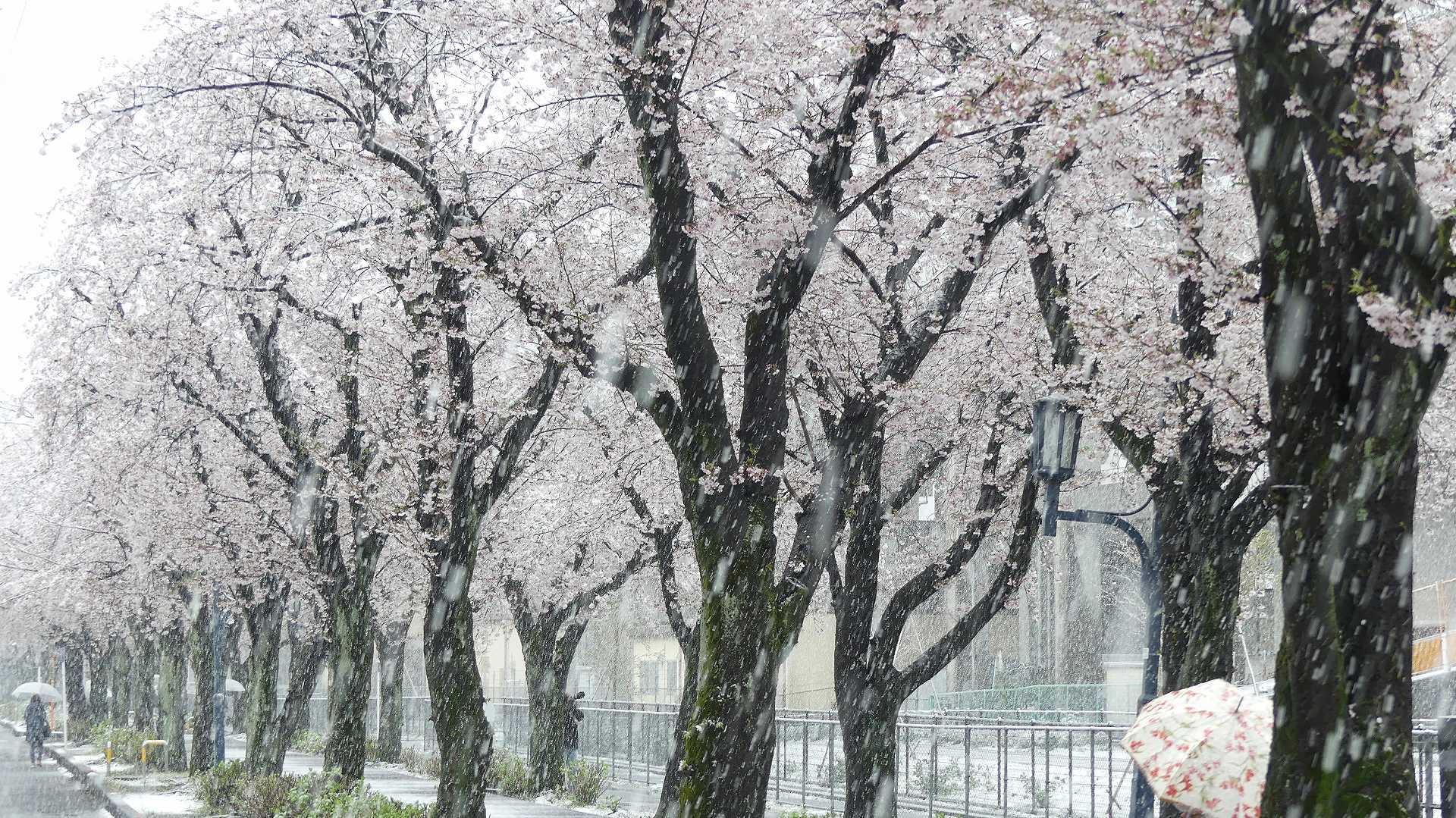 咲いた桜に雪がふる 【 2020 3/29(日) 】_a0185081_11340775.jpg