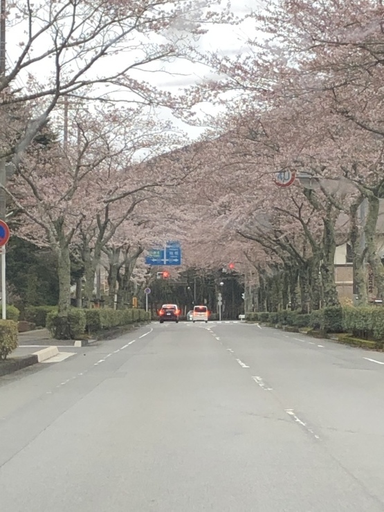 2020年3月29日　ほぼ寝ていた_b0098584_18122115.jpeg