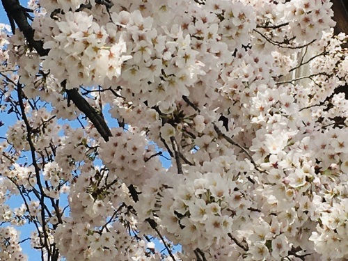 桜🌸続き_f0347891_22403867.jpeg