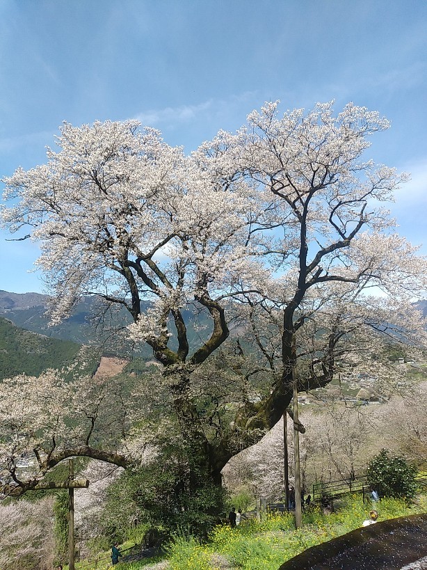 ひょうたん桜と花桃の里 高知県仁淀川町 日々是絵手紙 ひょうたん桜と花桃の里 高知県仁淀川町 日々是絵手紙