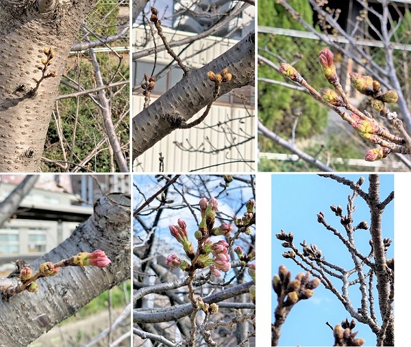 無印良品週間に買ったもの♪ と 桜_d0249193_23310355.jpg
