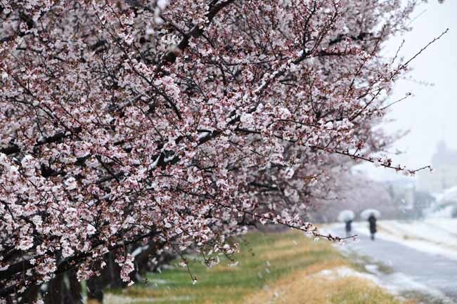 多摩川・雪の桜並木_f0173596_15192233.jpg