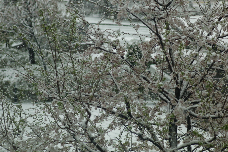 雪と桜_b0352397_12185725.jpg